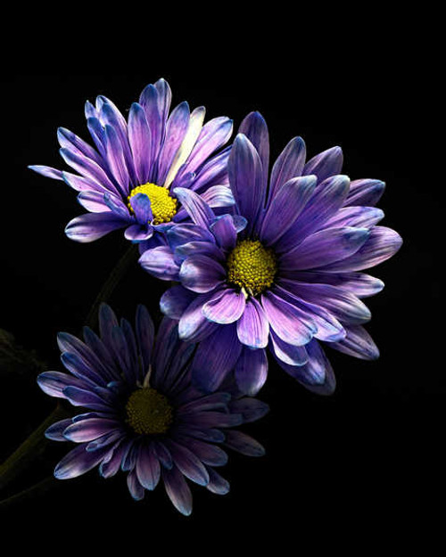 Jual Poster Chrysanthemums Closeup Black background Violet WPS 001