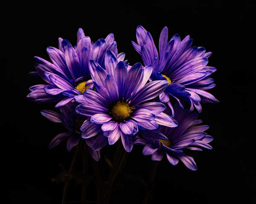 Jual Poster Chrysanthemums Closeup Black background Violet WPS 002