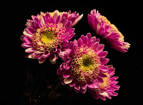 Jual Poster Chrysanthemums Closeup Black background Violet WPS 003