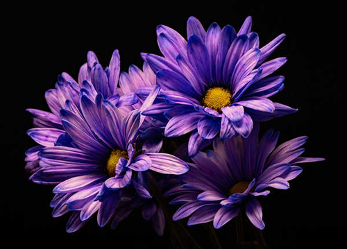 Jual Poster Chrysanthemums Closeup Black background Violet WPS 004