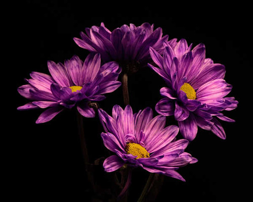 Jual Poster Chrysanthemums Closeup Black background Violet WPS 005