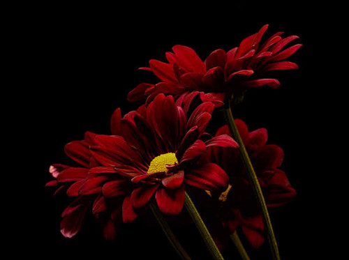 Jual Poster Chrysanthemums Closeup Black background Wine color WPS 003