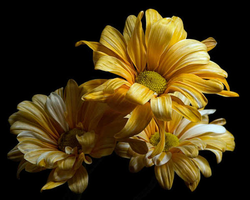 Jual Poster Chrysanthemums Closeup Black background Yellow WPS 003
