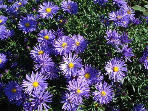 Jual Poster Chrysanthemums Closeup Violet WPS