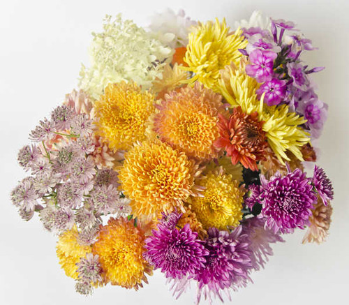 Jual Poster Chrysanthemums Closeup White background WPS 002