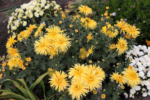 Jual Poster Chrysanthemums Closeup WPS 002