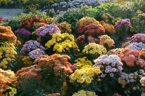 Jual Poster Chrysanthemums Many WPS 008