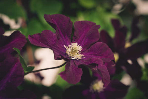 Jual Poster Clematis Closeup Bokeh Violet WPS