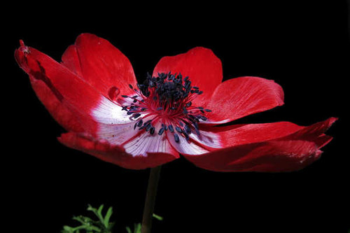 Jual Poster Closeup Anemones Black background Red WPS 002