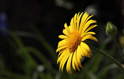 Jual Poster Closeup Argyranthemum Frutescens marguerite daisy WPS