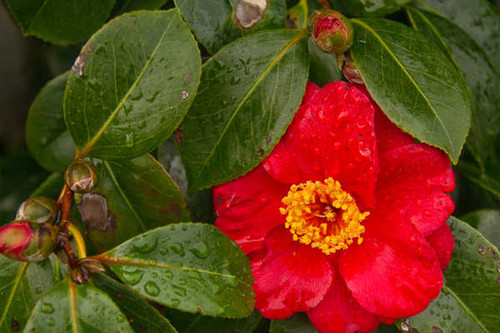 Jual Poster Closeup Camellia Red WPS