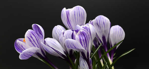 Jual Poster Closeup Crocuses Black background WPS