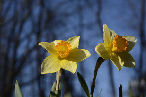 Jual Poster Closeup Daffodils Two Yellow WPS