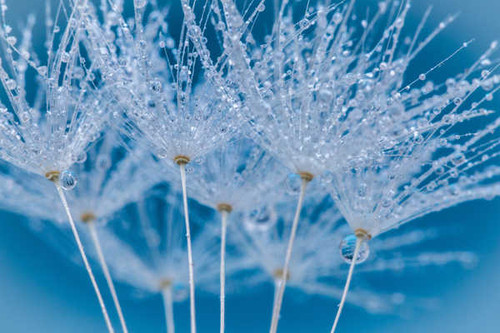 Jual Poster Closeup Dandelions Drops WPS 001