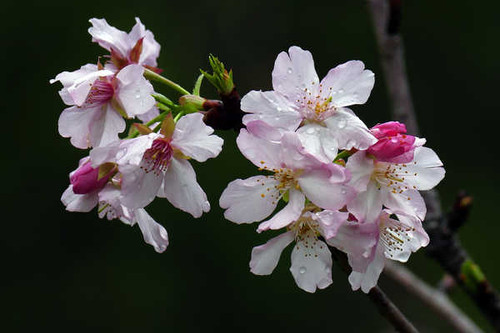 Jual Poster Closeup Flowering trees WPS 002