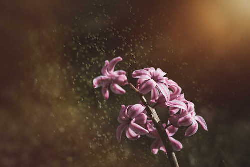 Jual Poster Closeup Hyacinths Bokeh Pink color WPS