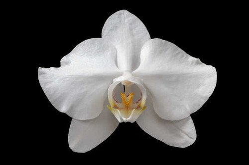 Jual Poster Closeup Orchid Black background White WPS