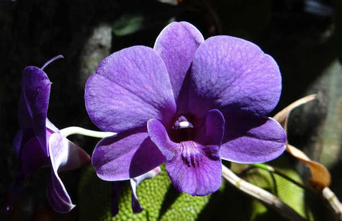 Jual Poster Closeup Orchid Dendrobium Violet WPS
