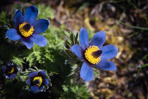 Jual Poster Closeup Pulsatilla Blue Bokeh WPS