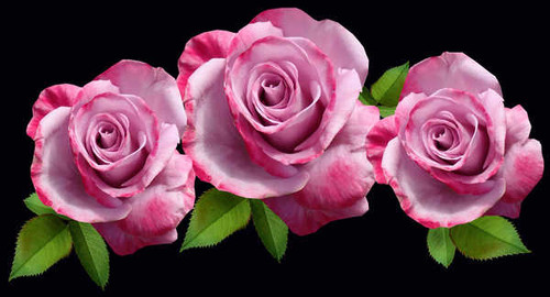 Jual Poster Closeup Roses Black background Three 3 Pink color WPS