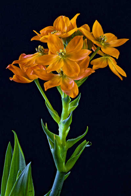 Jual Poster Closeup Sun Star (Ornithogalum dubium) Black WPS
