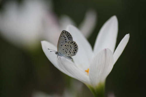 Jual Poster Crocuses Butterflies WPS 001