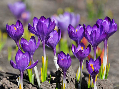 Jual Poster Crocuses Closeup Violet WPS 001