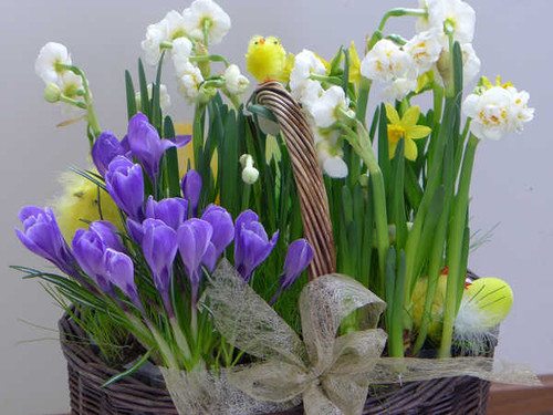 Jual Poster Crocuses Daffodils Chicks Bowknot WPS