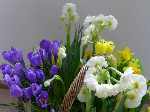Jual Poster Crocuses Daffodils Nestling WPS