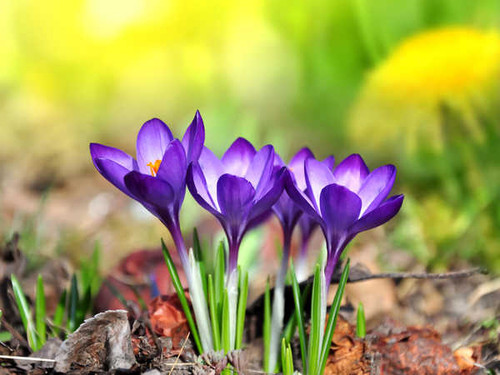 Jual Poster Crocuses Spring Closeup WPS