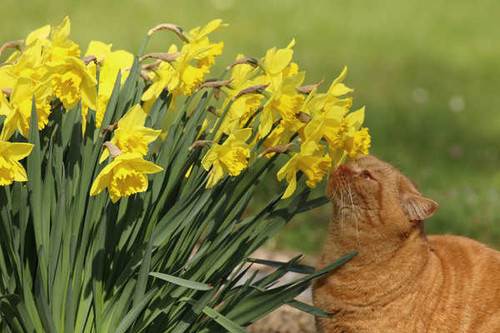 Jual Poster Daffodils Cats Sniffing WPS