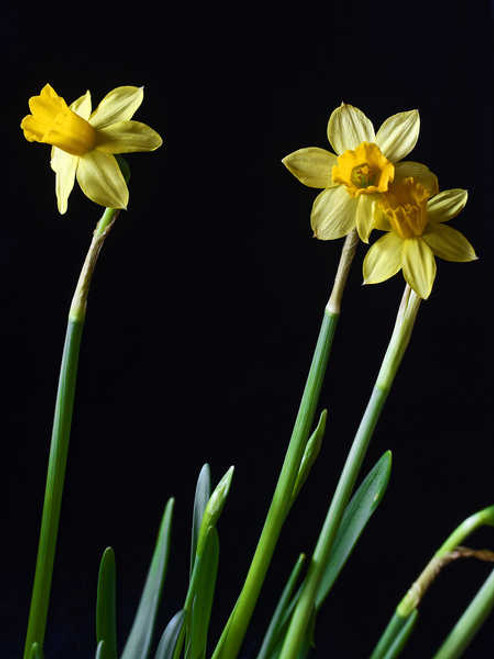 Jual Poster Daffodils Closeup Black background Three 3 WPS