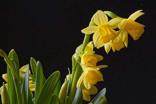Jual Poster Daffodils Closeup Black background Yellow WPS