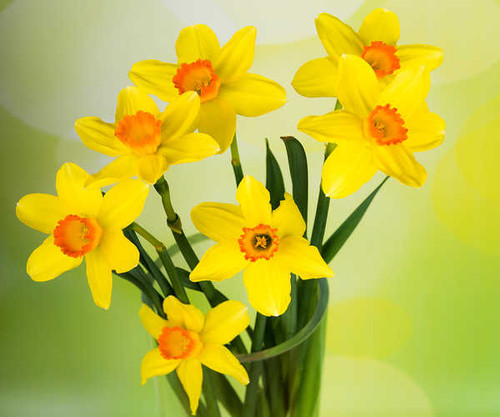 Jual Poster Daffodils Closeup Yellow WPS 002