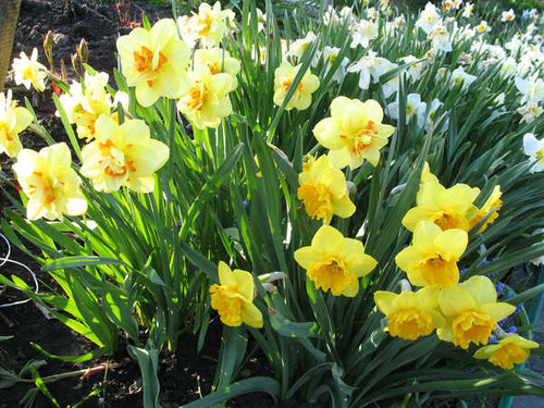 Jual Poster Daffodils Closeup Yellow WPS 005