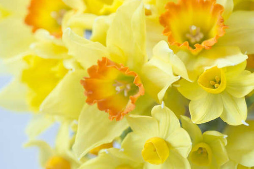 Jual Poster Daffodils Macro Closeup Yellow WPS