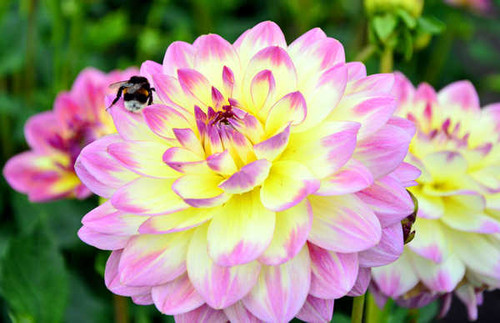 Jual Poster Dahlias Closeup Bees WPS