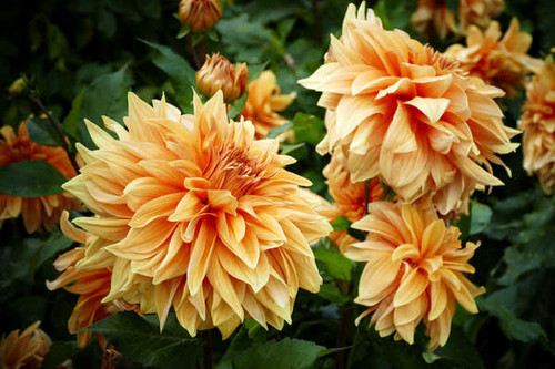 Jual Poster Dahlias Closeup WPS 014