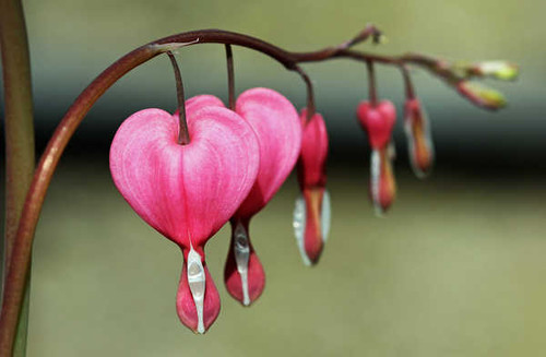Jual Poster Dicentra Closeup Pink WPS Jual Poster Dicentra Closeup Pink WPS