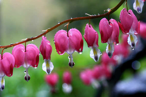 Jual Poster Dicentra Drops Pink WPS Jual Poster Dicentra Drops Pink WPS