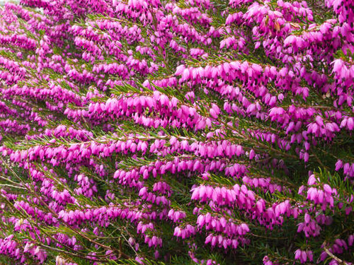 Jual Poster Dicentra Many WPS