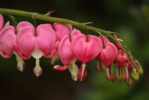 Jual Poster Dicentra Pink color WPS 001 Jual Poster Dicentra Pink color WPS 001