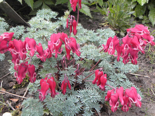 Jual Poster Dicentra Pink color WPS 004 Jual Poster Dicentra Pink color WPS 004
