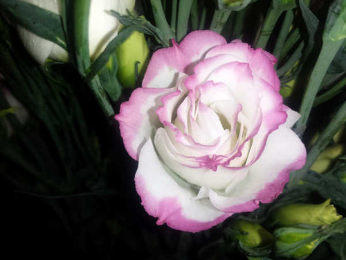 Jual Poster Eustoma Closeup WPS 003