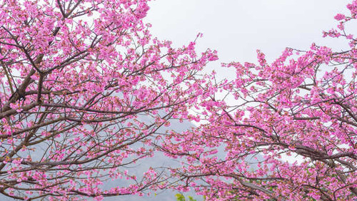 Jual Poster Flowering trees Branches Sakura Pink color WPS