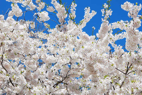 Jual Poster Flowering trees Branches White Sakura WPS