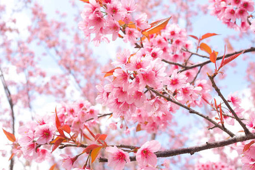 Jual Poster Flowering trees Sakura Branches WPS 002