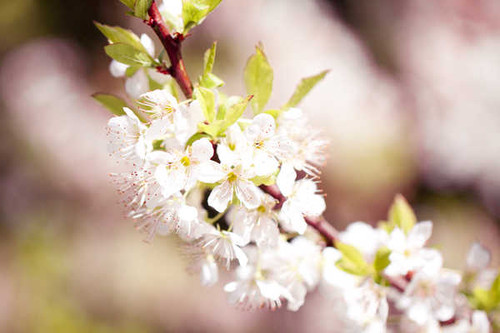 Jual Poster Flowering trees Sakura WPS 001