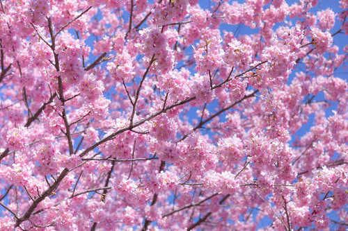 Jual Poster Flowering trees Sakura WPS 002