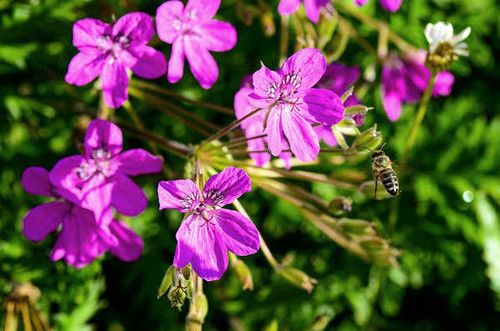 Jual Poster Geranium Bees Insects Closeup Pink color WPS